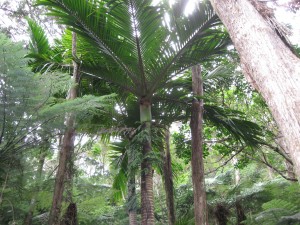 img_0150 There were some big ferns...