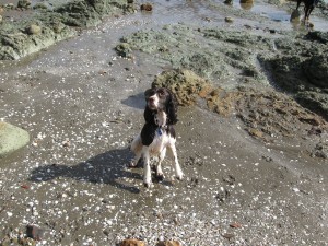 img_0221 We talked with a women who was throwing a ball for her dogs on the beach. This little female springer reminded me a lot of Breeze